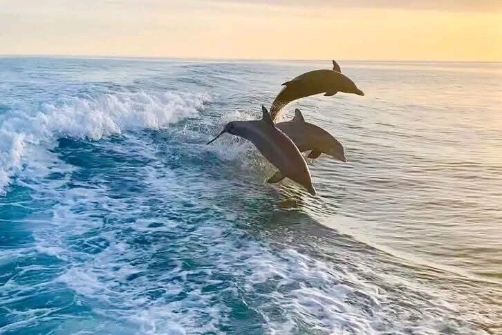 Wild dolphins surfacing in the daytime chop of lower Tampa Bay near a boat