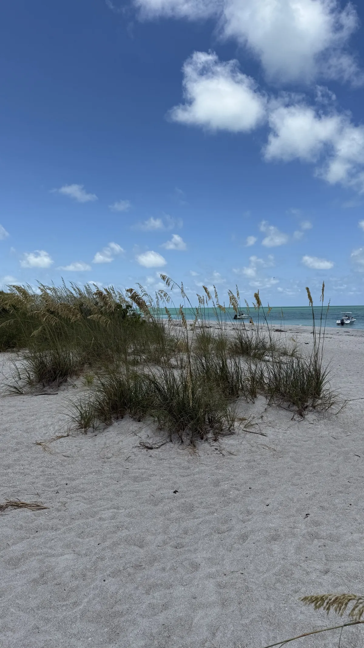 Palms over the white-sand beach at Egmont Key, reached by boat from St. Petersburg