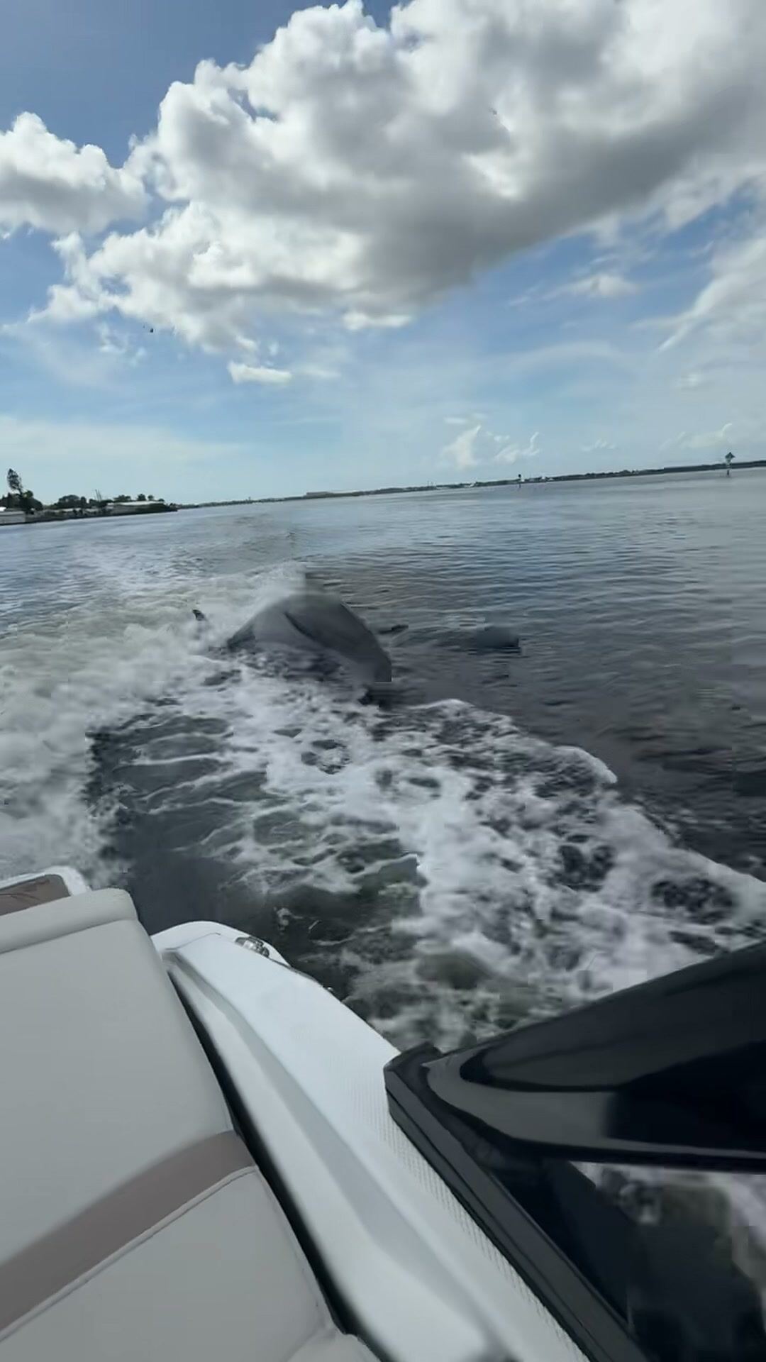 A wild bottlenose dolphin surfacing in the boat's wake on Tampa Bay, Florida